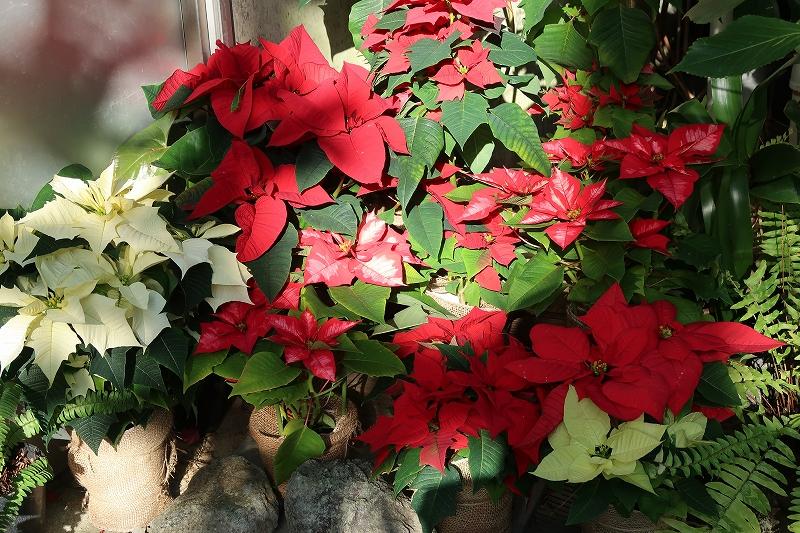 クリスマスに登場する植物 ときわミュージアムブログ ときわミュージアム ときわ公園 山口県宇部市