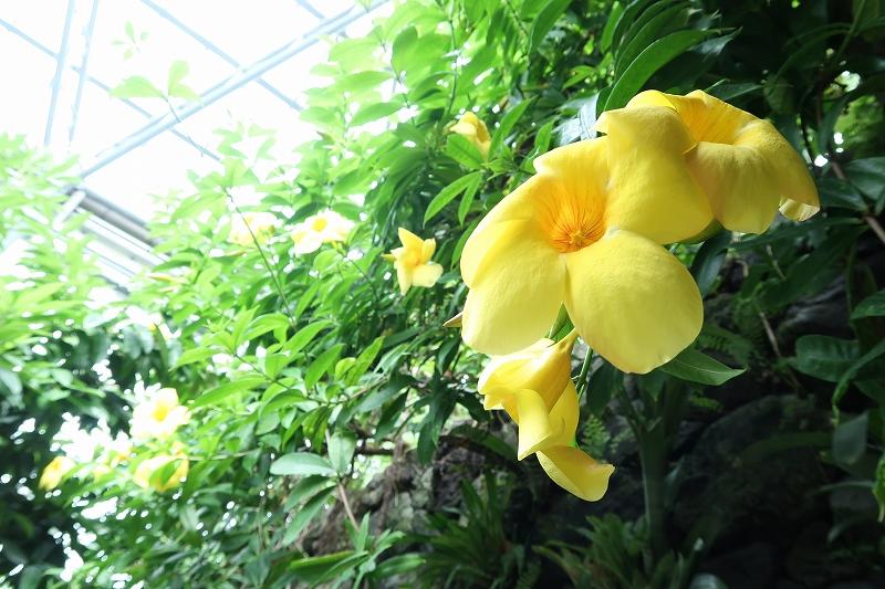 熱帯アメリカの大きな花 Big Flower Of Tropical America Zone ときわミュージアムブログ ときわミュージアム ときわ公園 山口県宇部市