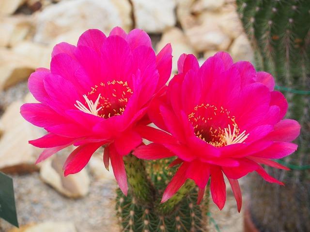 突然の花サボテン ときわミュージアムブログ ときわミュージアム ときわ公園 山口県宇部市