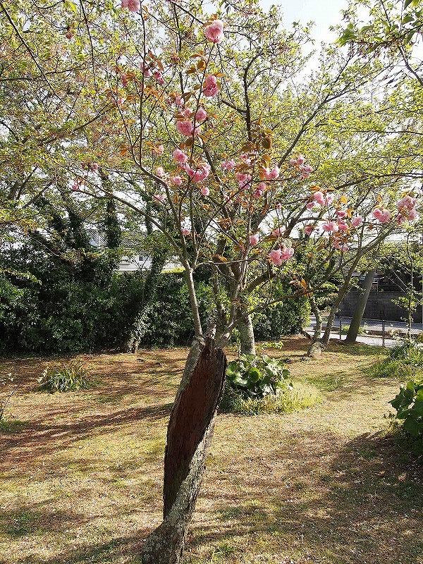 根性桜(花）.jpg