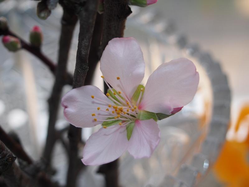 アーモンドの花　花弁５枚.jpg