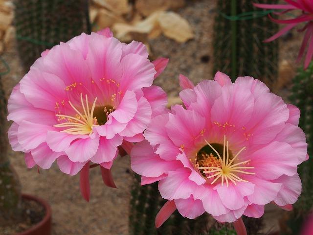 突然の花サボテン! - ときわミュージアムブログ - ときわミュージアム