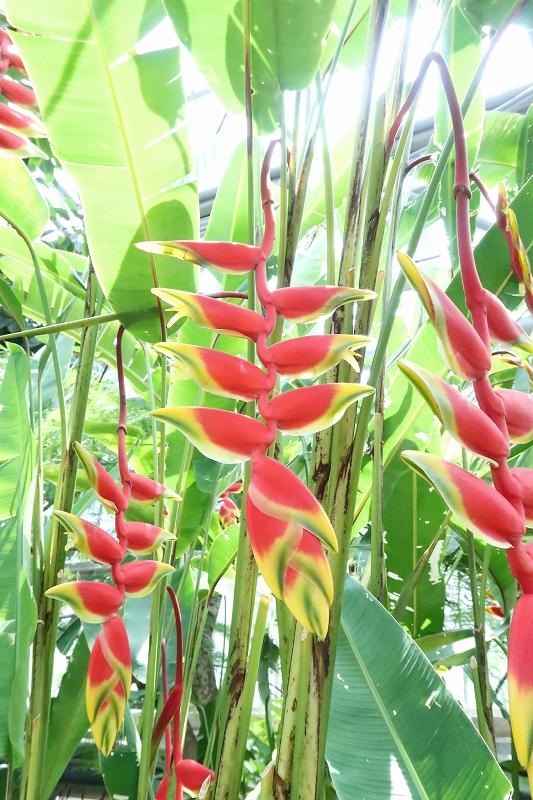 鳥のくちばしみたいな植物が ときわミュージアムブログ ときわミュージアム ときわ公園 山口県宇部市