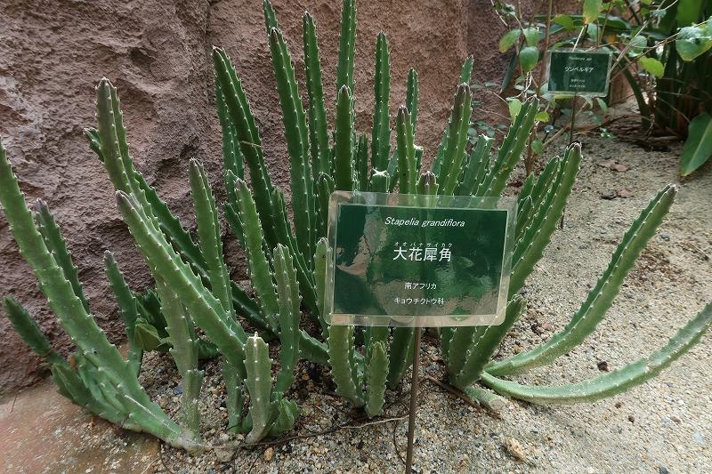 悪魔の花 ときわミュージアムブログ ときわミュージアム ときわ公園 山口県宇部市