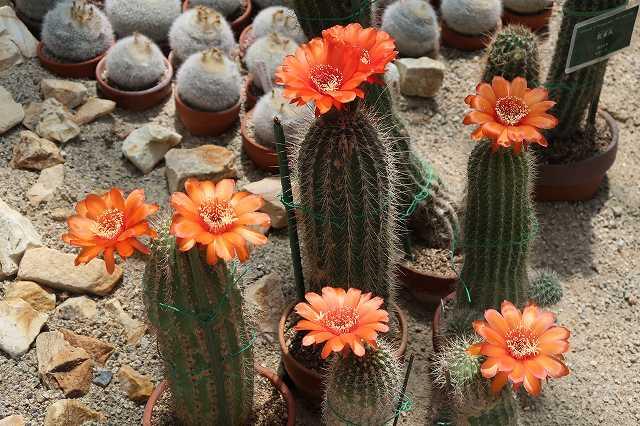 サボテンの花 ビフォー アフター ときわミュージアムブログ ときわミュージアム ときわ公園 山口県宇部市