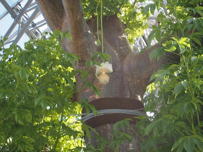 バオバブ開花 ときわミュージアムブログ ときわミュージアム ときわ公園 山口県宇部市