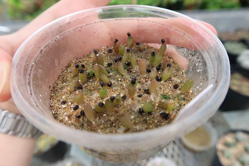 種から育てたサボテンの生長の様子 Growth Of Cacti Grown From Seeds ときわミュージアムブログ ときわミュージアム ときわ公園 山口県宇部市