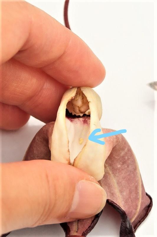 アリストロキア　トリカウダタ1.jpg