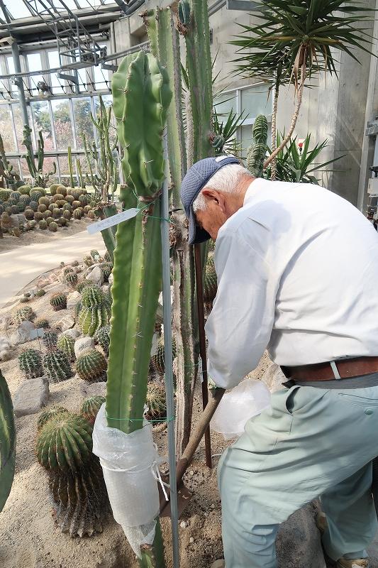 s_サボテン　植え替え　ブログ用 (3).jpg