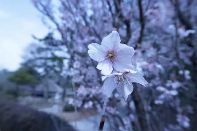s_ミュージアム横　啓翁桜１.jpg