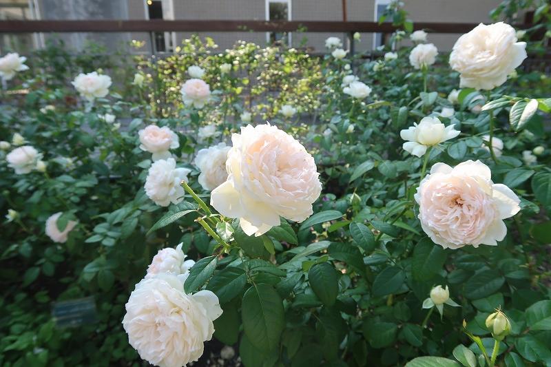 秋バラ 香っています ときわミュージアムブログ ときわミュージアム ときわ公園 山口県宇部市