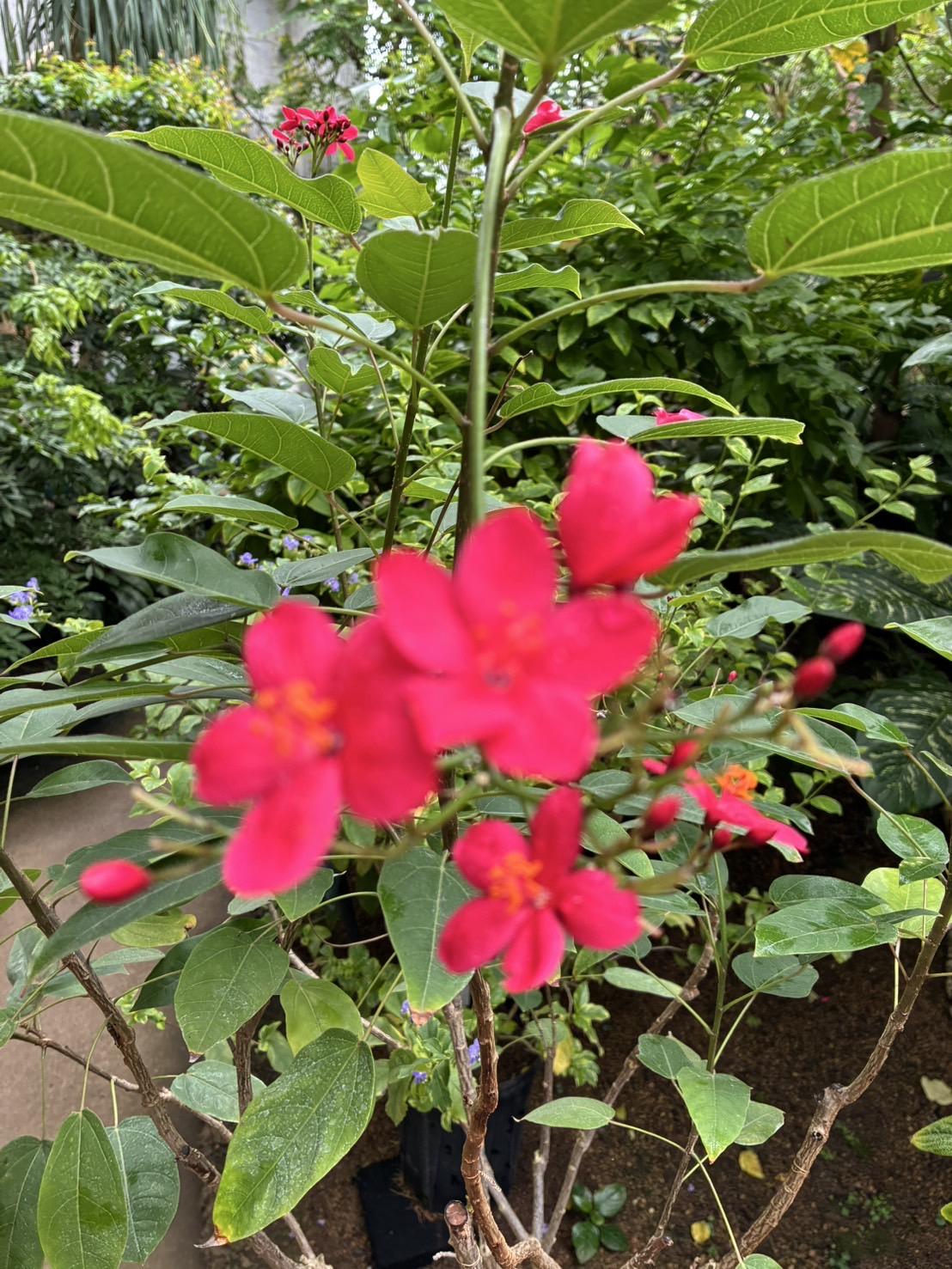 IMG_3447.jpeg