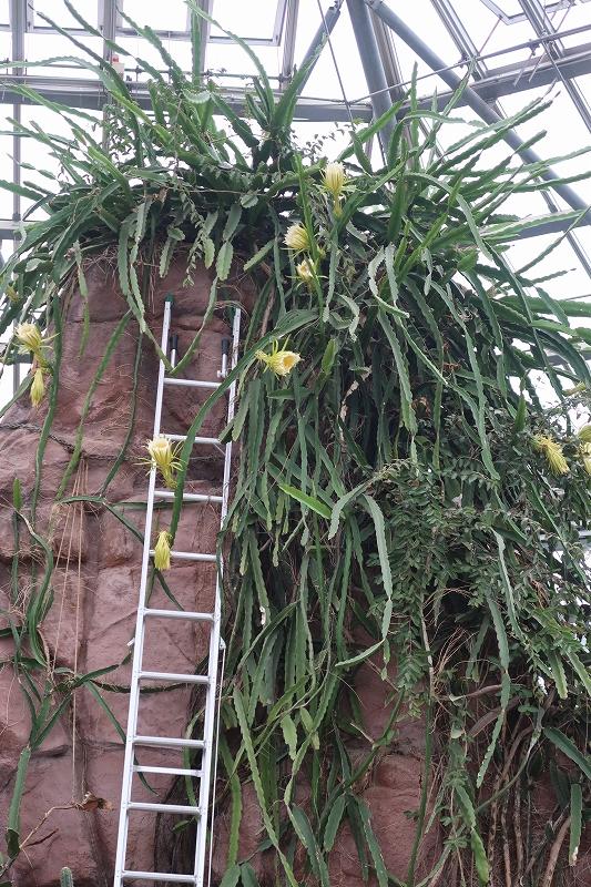 三角柱受粉 ときわミュージアムブログ ときわミュージアム ときわ公園 山口県宇部市