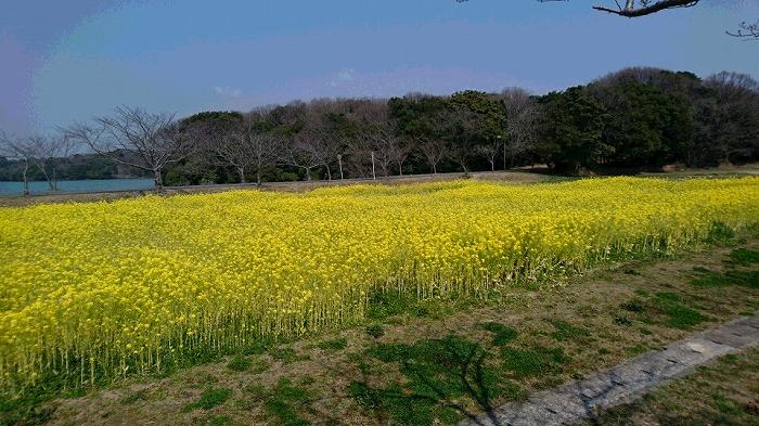 菜の花.jpg