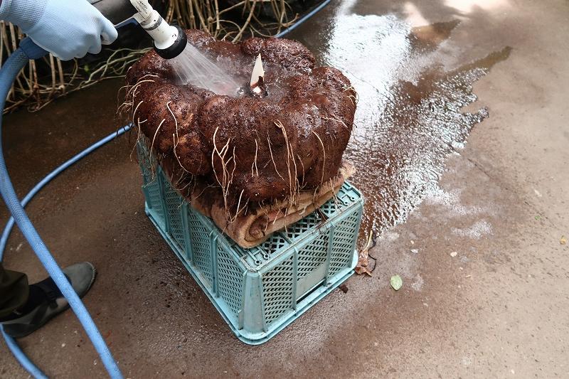 s_スマトラオオコンニャク　植え替え (9).jpg