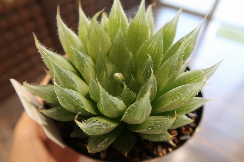 s_植物販売 (8).jpg