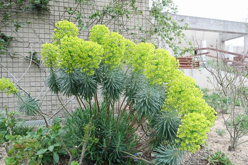 あの花は何 ときわミュージアムブログ ときわミュージアム ときわ公園 山口県宇部市