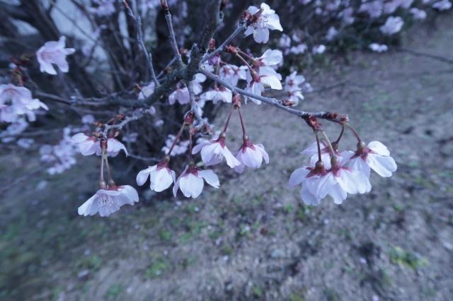 s_啓翁桜　蕾.jpg