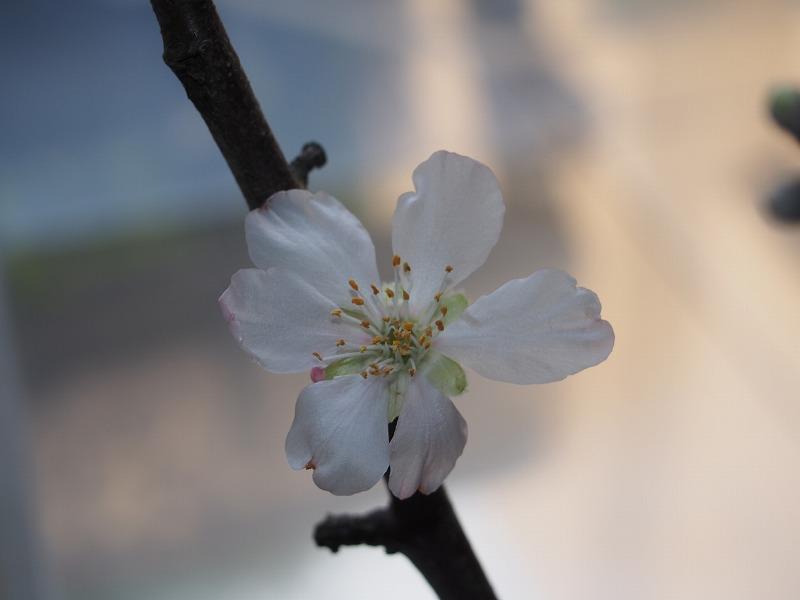 アーモンドの花　花弁６枚.jpg