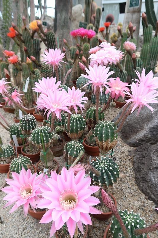 本日 花サボテン開花 蕾も多数 ときわミュージアムブログ ときわミュージアム ときわ公園 山口県宇部市