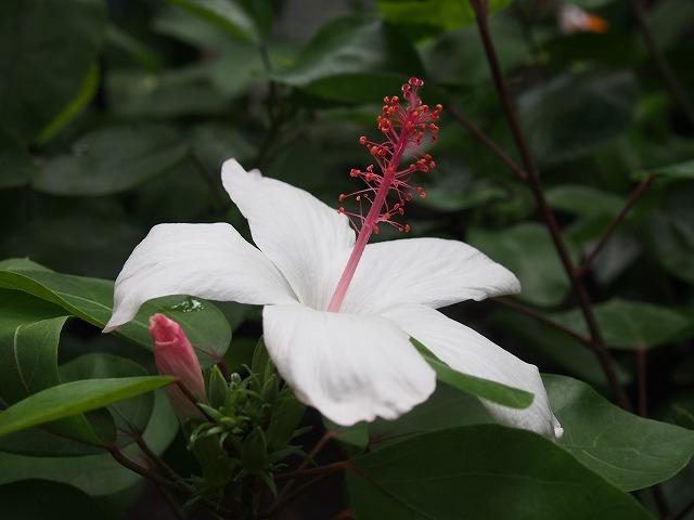 白いハイビスカス開花 ときわミュージアムブログ ときわミュージアム ときわ公園 山口県宇部市