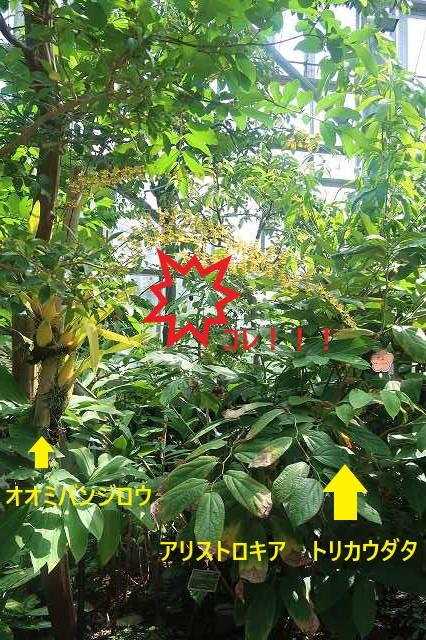s-パキラ (8).jpg