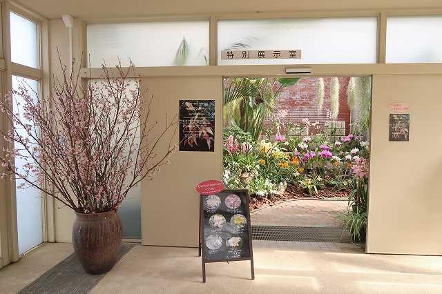 s-啓翁桜 (6).jpg