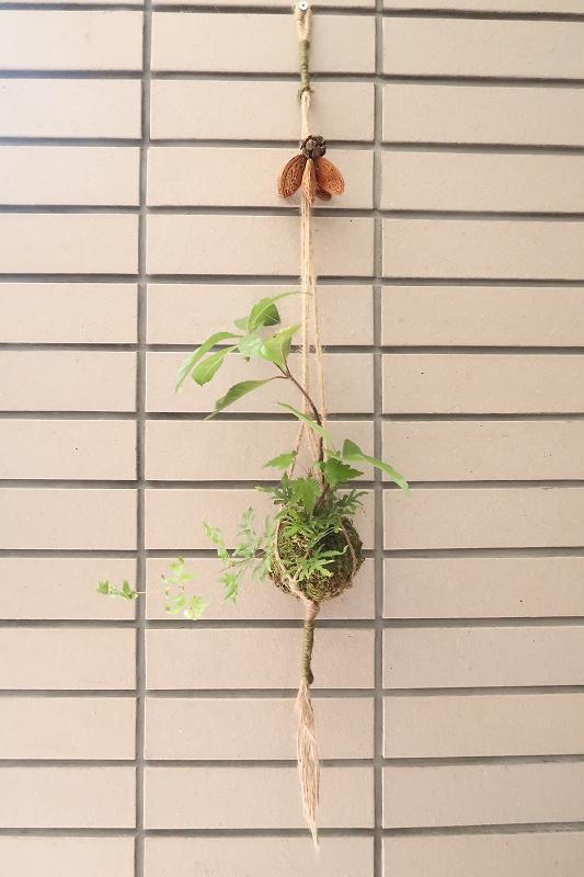 s_苔玉 (1).jpg