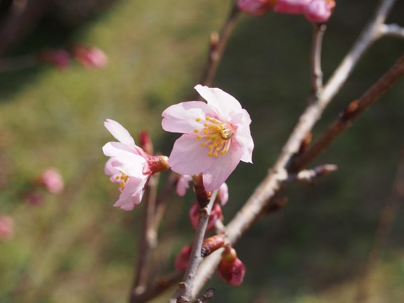 敬翁桜　開花　２０１７.jpg