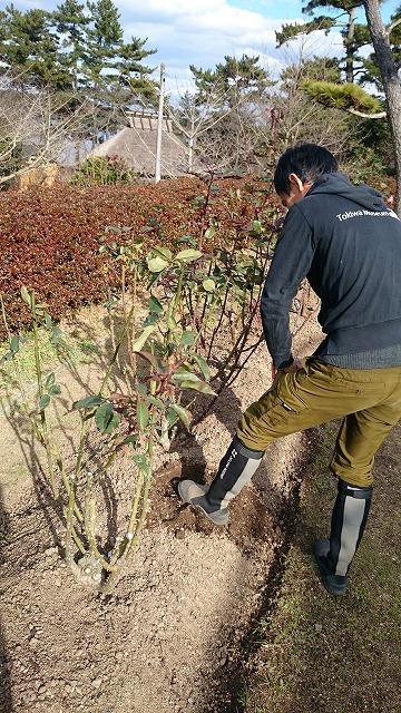 バラ栽培のスタートは冬ですよ ときわミュージアムブログ ときわミュージアム ときわ公園 山口県宇部市