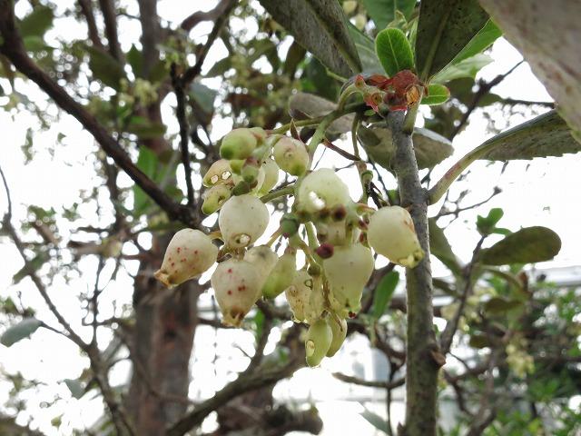 イチゴノキ花