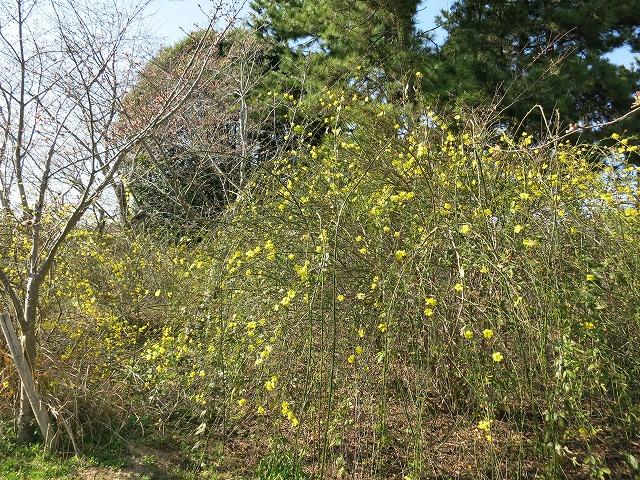 おうばい