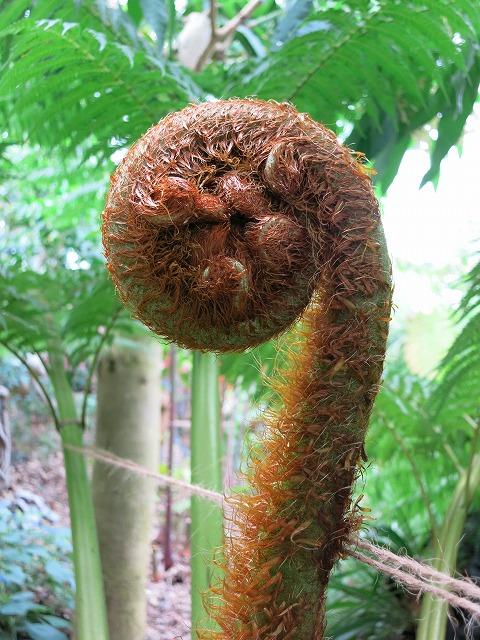 大きなわらび ときわミュージアムブログ ときわミュージアム ときわ公園 山口県宇部市