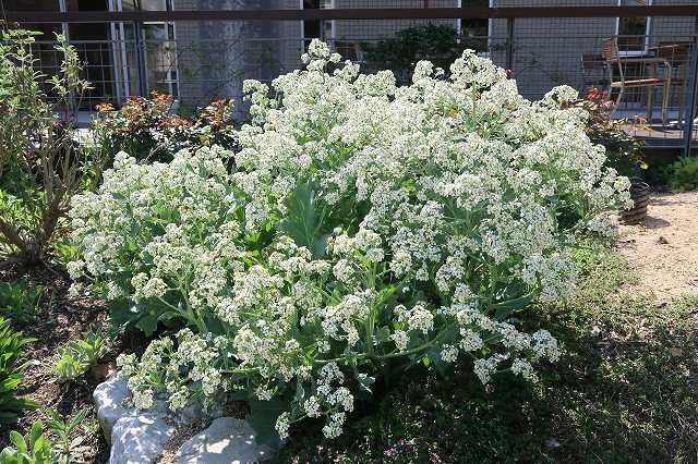 中庭の白い花たち ときわミュージアムブログ ときわミュージアム ときわ公園 山口県宇部市