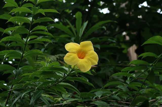 オオバナアリアケカズラが咲いています ときわミュージアムブログ ときわミュージアム ときわ公園 山口県宇部市