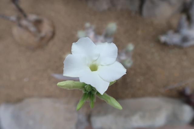 エブレネウムの花