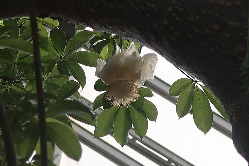 バオバブ開花中 ときわミュージアムブログ ときわミュージアム ときわ公園 山口県宇部市