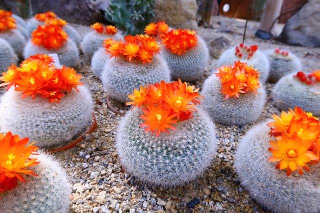 サボテンの花が咲き始めています ときわミュージアムブログ ときわミュージアム ときわ公園 山口県宇部市