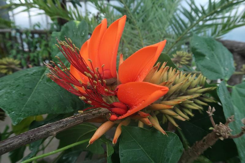 デイゴの花が咲き ときわミュージアムブログ ときわミュージアム ときわ公園 山口県宇部市