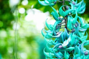 植物館だより（３月、４月、５日）