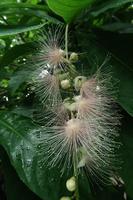 植物館だより（７月、８月）