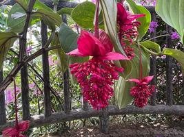 植物館の見どころ５月①