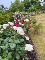 植物館の見どころ５月②