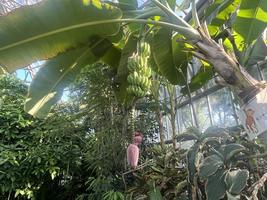 植物館の見どころ９月②