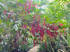 植物館の見どころ９月①