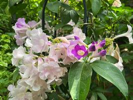 植物館の見どころ１１月①