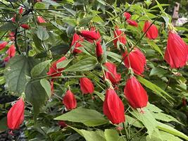 植物館の見どころ１２月①