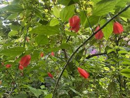 植物館の見どころ２月①