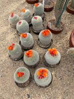 植物館のみどころ４月①