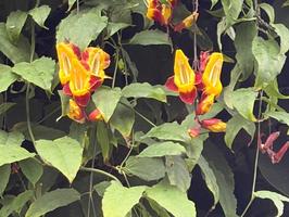 植物館の見どころ５月①